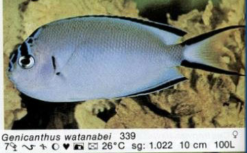Genicanthus watanabei